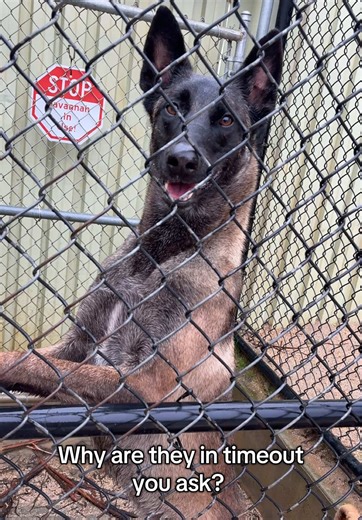 Understanding Dog Behavior During Playtime