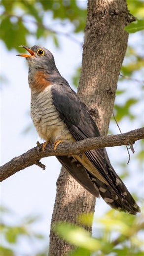 Exotic Bird Sounds – Ultra-Rare & Colorful Birds Singing in Perfect Crystal Audio