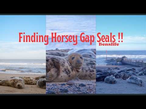 Up Close with Wild Seals at Horsey Gap | The BEST PLACE FOR SEAL SPOTTING