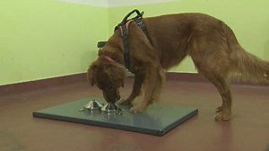 Dogs can smell human trauma, Canadian study finds
