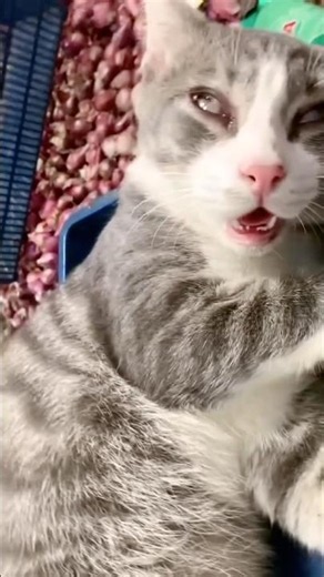 🐈 🐈‍⬛ Zzzzzz