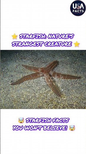 Amazing Starfish facts you don't know| Starfish facts that will blow your mind.