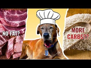 Best Diet for Dogs with Pancreatitis? What the Research Actually Says