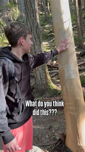 Dev & Stu | PNW Adventures on Instagram: "👉 What would be beyour first thought on seeing this? The scratches in this tree were our reminder to stay aware out on trail! 😬 Wildlife lives here like bears and cougars— and occasionally, things happen that don’t expect. Keep your eyes peeled and ears open. Trust your instincts and hike smart! 📍 Mailboxe Peak Trail . . . #mailboxpeak #pnwhiking #cougarcountry #bearcountry #northbend"