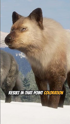 New RARE Grey Wolves Coming to Call of the Wild! #cotwgameplay #cotw #thehunter