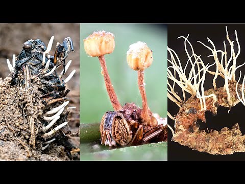 I found Cordyceps in a subtropical jungle.