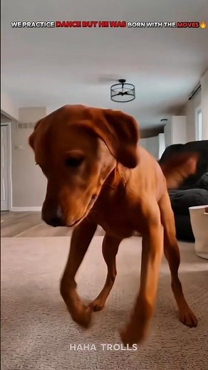 Dog Dancing Like Human 😱🔥 | Funniest Dog Dance Ever 🐶💃#dog #dogvideos #funny