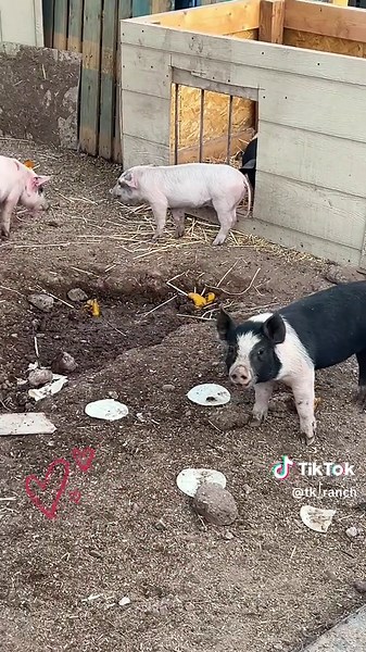 TK Ranch on TikTok