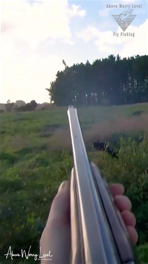 Pheasant Hunting with my Black Labrador - Part 5