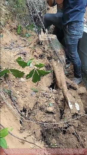 Removing a Tree Stump With a Chain Hoist