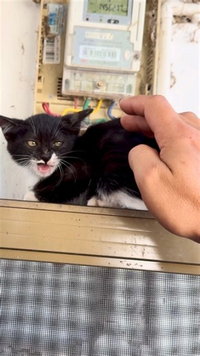 Day 3 after a shy kitten wandered into my home—I finally got to pet it! 🐱💛