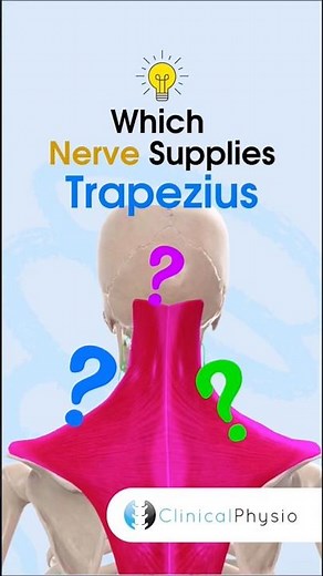 Trapezius Nerve Supply #physicaltherapy #physiotherapy #anatomy #muscleanatomy #trapezius
