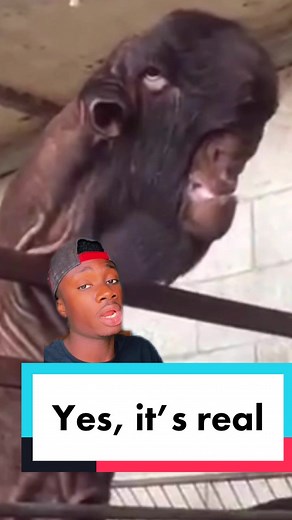 Creepy Goat: Exploring the Unsettling World of Damascus Goats