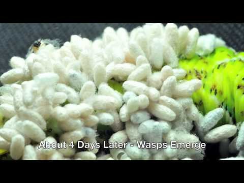 Hornworm Meets Alien