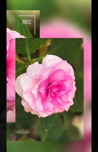 💦 Impatiens walleriana : Location Chiang Mai Thailand 🇹🇭 💦 Impatiens, specifically a type of double impatiens or rosebud impatiens, known for its rose-like blooms. These flowers are popular in gardens for their vibrant, multi-layered petals and ability to thrive in shade. They come in various colors, including pink, red, white, and bicolor varieties like the one in the photo. 👉 Common Name: Double Impatiens or Rosebud Impatiens 👉 Scientific Name: Impatiens walleriana 👉 Growth Habit: Annua