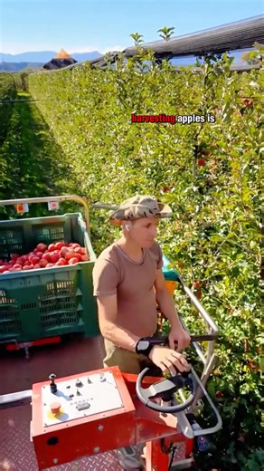 Just found out there's a technique for harvesting apples #reels #reelsfb #fbpro #fyp #viral #applepicking #appleharvesting #smartfarming #edukasi #reelsusa | Ita Paridawati