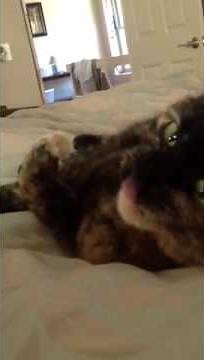 My cat biting her nails