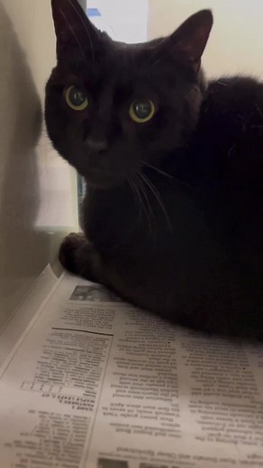 Oh Addison 🥺🐈‍⬛ Handsome Addison is such a sweet, but shy cat. Sadly, he was abandoned in our parking lot one night in a dog crate 💔 Now, he has been waiting months for someone to notice him, but he is so shy that he has been overlooked 🥺 Addison is now one of our shelter’s most forgotten felines. This means he has been waiting for a home longer than most of the other cats in our shelter 💔 Please come give this shy fellow a loving home 🙏 In honor of #AdoptAShelterCat Month coming up in Jun