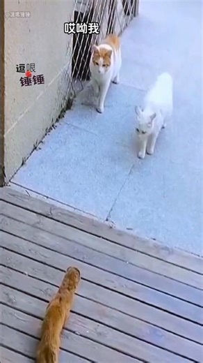 Cat: I’m Kinda Scared Too