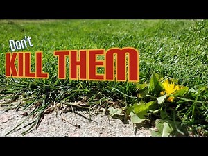 Stop It! - You Don't Have To Kill Dandelions In The Lawn!