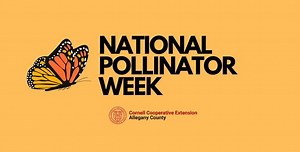 Celebrate National Pollinator Week!