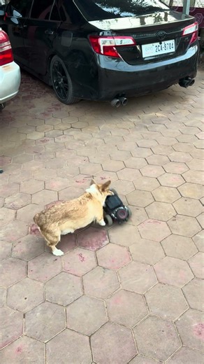 Corgi play with car Part13 #corgi #corgilove #corgilife