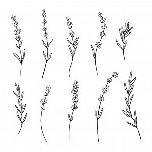 Set of Lavender flower line art drawing. Hand drawn black ink sketch....