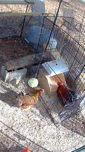 Buddy Roo Showing Cornflake Where to Lay Her Egg (security camera clip)