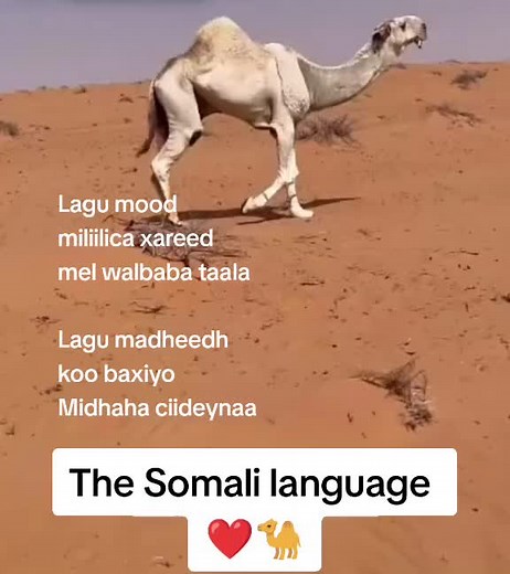Af Soomaali waa ghani wana jeclahay. I have a strong affection for the Somali language, which possesses a wealth of linguistic intricacies. Afar is the most similar language, trailed by Arabic. The categorization into Cushitic/Semitic is primarily dependent on verb and sentence structures rather than linguistic proximity. This can be observed in the differing phonetics found within both Cushitic and Semitic languages. By the way, I intentionally utilized