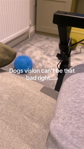 Freddo (@freddo9203)’s video of dog vision