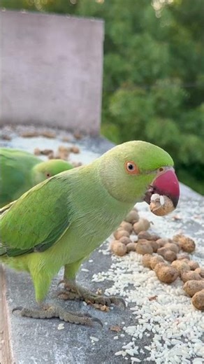 Amazing Green Parrots 🦜
