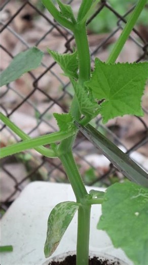 Useful tips to help cucumbers produce a lot of fruit