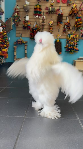 Pop by Meika’s Birdhouse—you never know who’ll greet you! 😄 One of our charming tour guides, whether it’s a chicken, pigeon, or parrot, will be ready to show you around! | Meika's Bird House