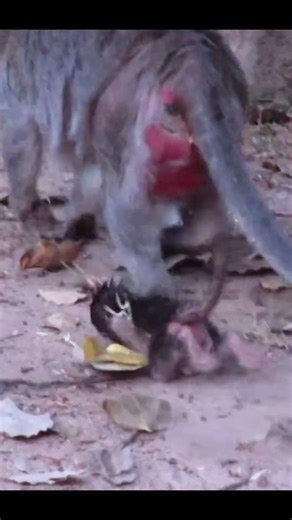 Monkey species: The baby monkey ran after its mother, crying and whining as it went.