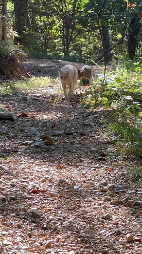 Fall weather has everyone hitting the trails, Mango, Monkey and Mittens joined Kai, Junie and I today🐒🐈🧤🦮🦮💕🙌🏻 #trails #hiking #Cats #Dogs #HikingWithCats #ASMR #Animals #GoldenRetrievers #HikingWithDogs #deer #Nature #thedodo | Brown Hiking Trails