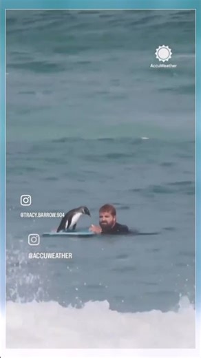 Chill Penguin Takes a Break on Surfer's Board! 🐧🏄‍♂️ #Shorts