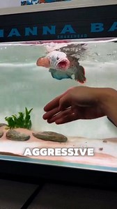 Beware of the Channa Barca! Stunning patterns, wild personality, and a predator in your tank! #fishthings #aquarium #snakehead #channa | Fish Things