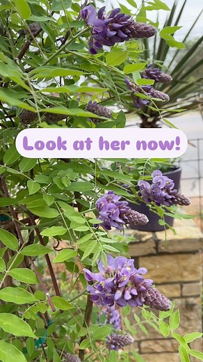 Isn’t she lovely? | Friendly Natives