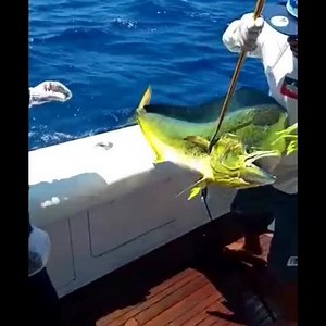183K views · 3.9K reactions | The big bull dorado (mahi) that we caught yesterday on board of our 50ft Bertram Rhino del Mar at 47 pounds. | Tag cabo sportfishing | Facebook