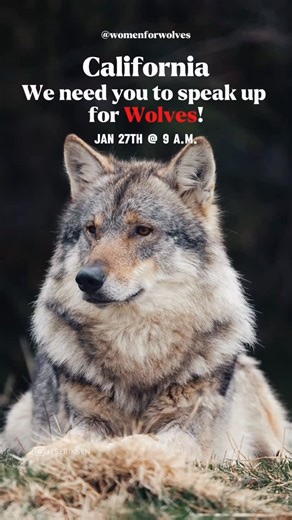 Women for Wolves on Instagram: "NORTHERN CALIFORNIA WE NEED YOU! ‼️🚨 We need YOU to speak up for wolves and wildlife so California doesn’t choose lethal options for handling wolves!🐺💔 An important California State Assembly informational hearing on Human-Wildlife Conflict is happening Tuesday, Jan 27 at 9am at the State Capitol (Room 444) and public attendance matters. This hearing will help shape whether California re-establishes and funds the Wildlife Coexistence Program
