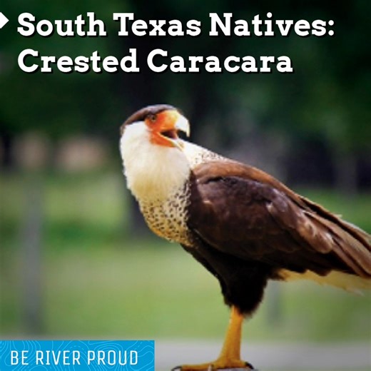 🦅 Are you a Texas Native? Well, so are the striking white and black plumage Crested Caracaras! In today’s blog “South Texas Natives: Crested Caracara”, we explore this native Falcon found throughout the San Antonio River Basin and where you could possibly spot one! 👀 😲 Did you know the word "caracara" comes from a South American indigenous word that refers to their guttural, rattling calls that apparently sound like running a stick along a fence?! Just one of the interesting facts you will fi