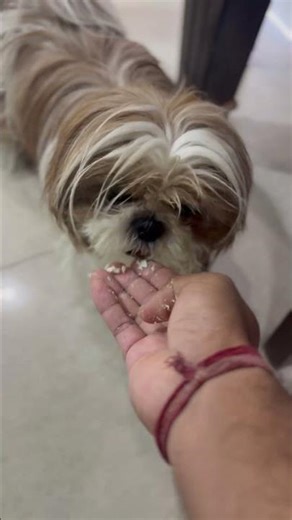 Benefits of egg for dogs || how to give eggs to dogs proper guide || #dogfood #egg #viral #dogcare