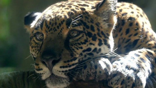 Jaguars In The Wild: Stunning Close-Up Video