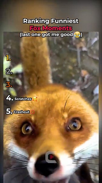 Ranking The FUNNIEST Fox Moments! 🦊 #shorts