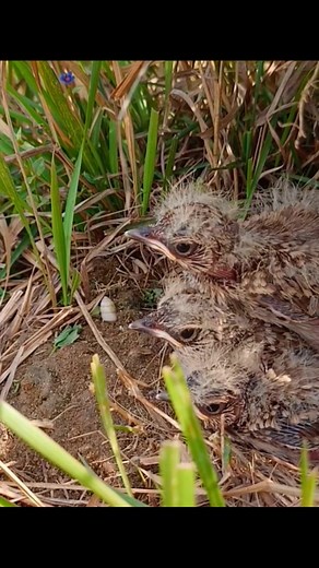 Nature bird daily life, mother bird, Baby Birds, bird nest #birdlovers #babybird #birdsounds #relax #birdsofinstagram #littlebird #birdlife #nature #viralreels #reelsinstagram #fbreelsvideo #babybird #naturelover #birdwatching #motherbird #wildlife #viralvideo #bird #reviewbirdnest #shorts #birdphotography #birdnest | Bird plus Animals