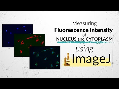 Calculate the Nuclear and Cytoplasmic fluorescence intensities | ImageJ tutorial
