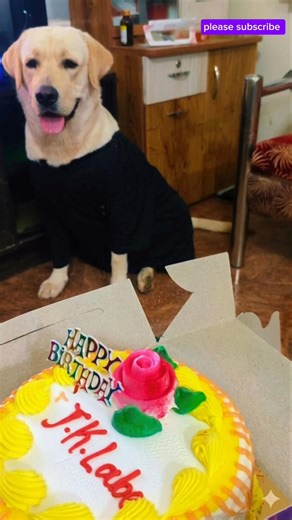 dog video part 5 |#dog #pets #animals #puppy #funny#shorts #viral #trending #reels #sad #cat