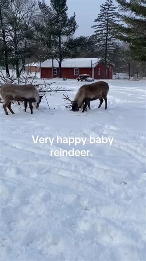 Rootstown Reindeer Farm on Instagram: "The baby reindeer, Opie, and Obie are so happy to be able to romp and play in the snow! It’s all magical. #rootstownreindeerfarm"