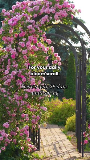 Longer days are coming! In the meantime, enjoying bloomscrolling to find inspiration for what you are going to plant this spring. #fastgrowingtrees #bloomscrolling #gardening #gardenideas