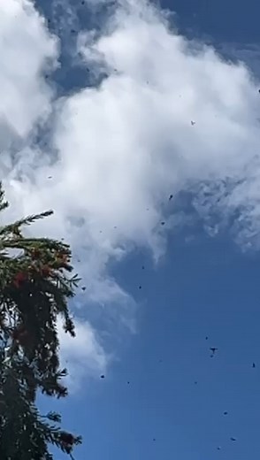 2.9K views · 32 reactions | Plague Soldier Beetles (혊혩혢혶혭혪혰혨혯혢혵혩혶혴 혭혶혨혶혣혳혪혴) can be seen in the Gardens on mass right now! The beetles swarm during their mating period and can sometimes congregate in such large numbers that they weigh down the branches of some plants. The adult beetles gather to mate, and feed on pollen, nectar, and small insects. Amanda C. | Australian National Botanic Gardens | Facebook